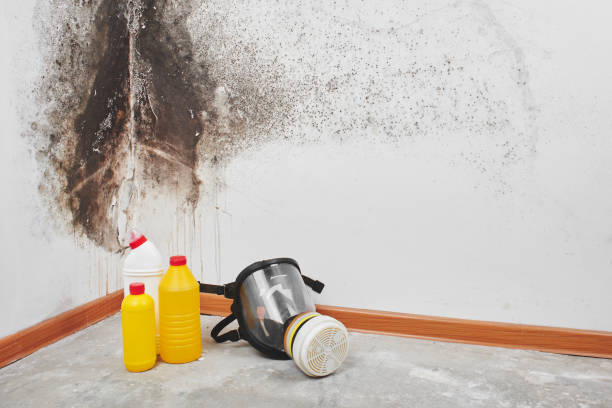 Best Local Mold Removal Service  in Fairfield University, CT