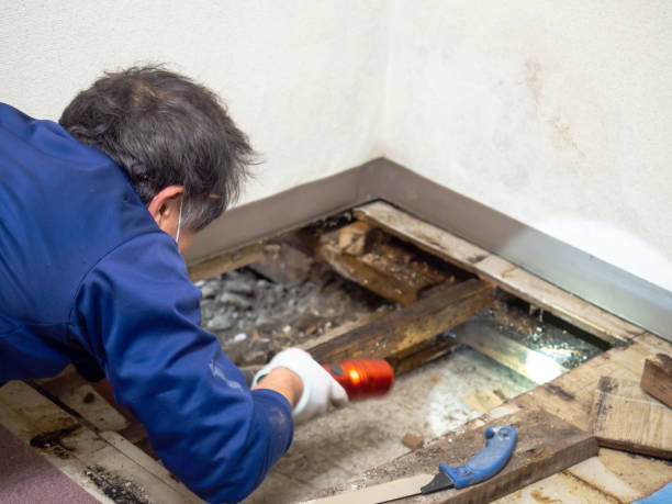 Fairfield University, CT Mold Removal Company