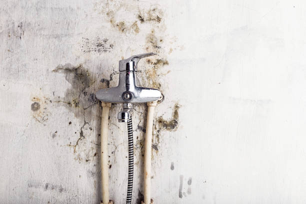 Best Mold Removal Company Near Me  in Fairfield University, CT