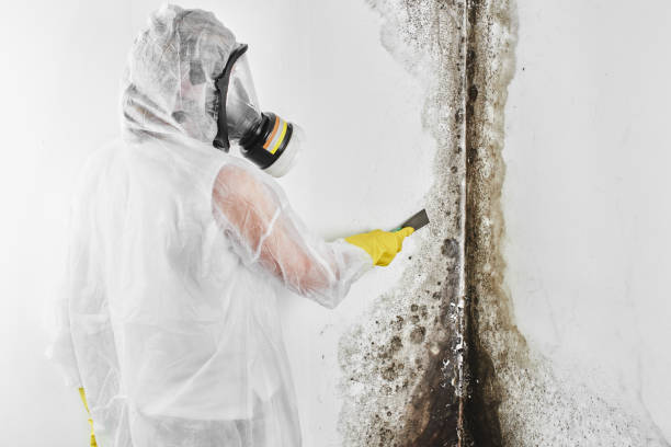 Best Mold Removal Specialists  in Fairfield University, CT