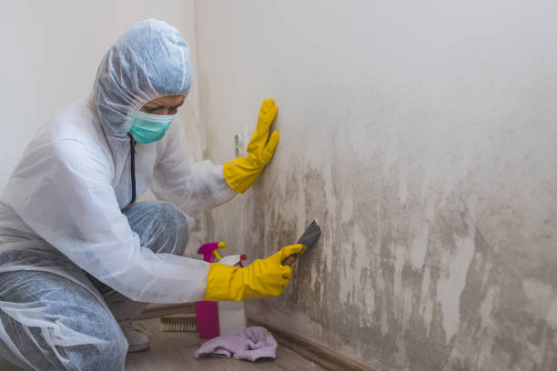 Best Same-Day Mold Removal  in Fairfield University, CT