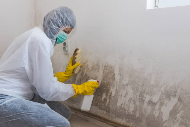  Fairfield University, CT Mold Removal Pros