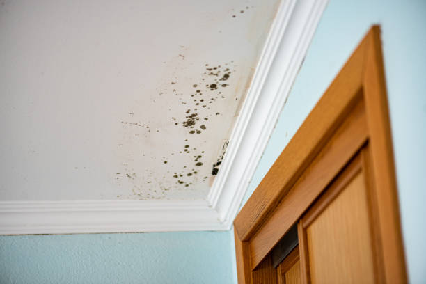 Best Certified Mold Removal  in Fairfield University, CT