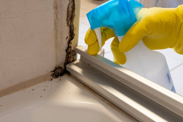 Best Mold Cleaning Services  in Fairfield University, CT