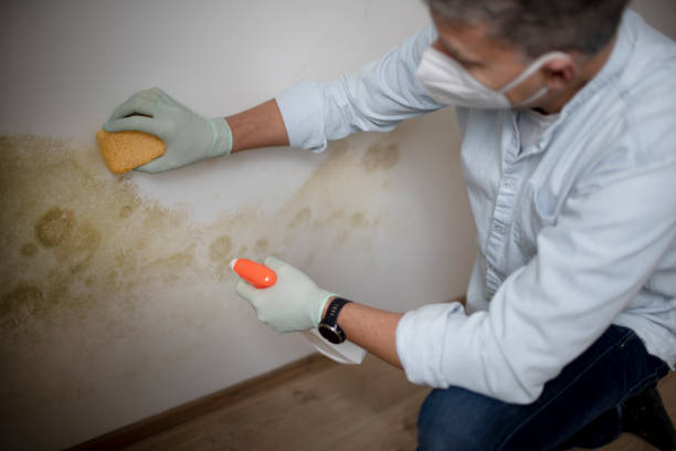 Best Local Mold Removal Service  in Fairfield University, CT