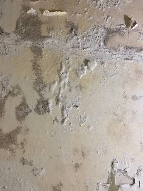 Best Mold Testing  in Fairfield University, CT