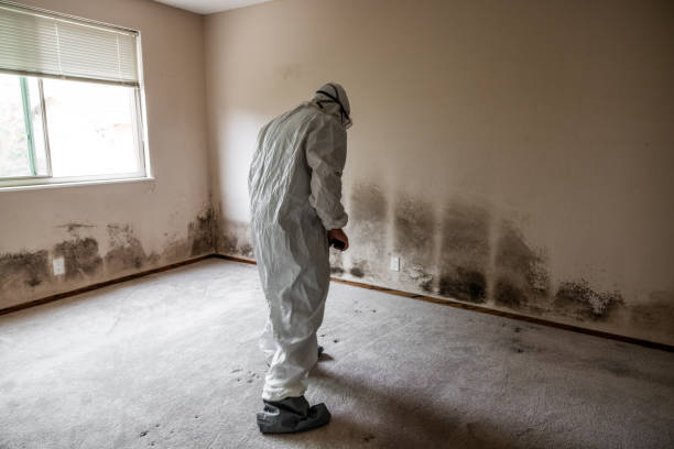 Best Professional Mold Removal  in Fairfield University, CT