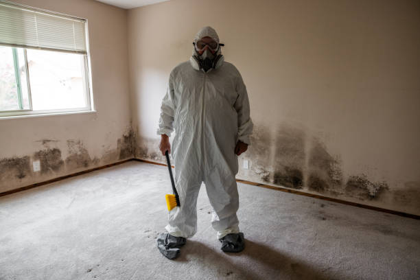 Office Mold Removal Services in Fairfield University, CT