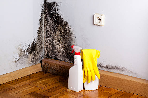 Best Certified Mold Removal  in Fairfield University, CT