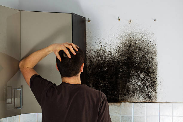 Best Mold Remediation  in Fairfield University, CT