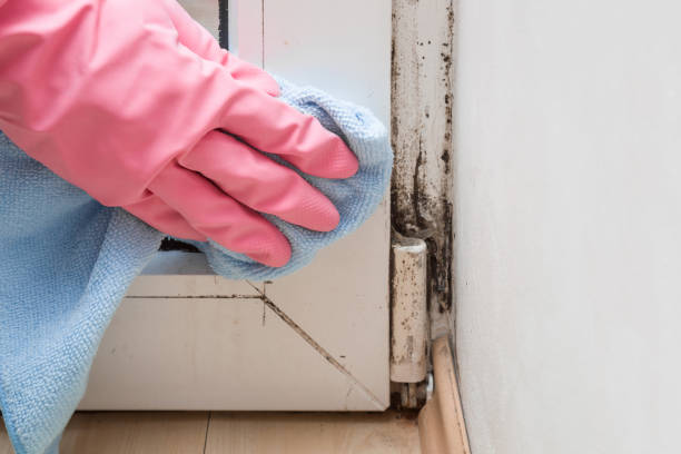 Best Emergency Mold Removal  in Fairfield University, CT