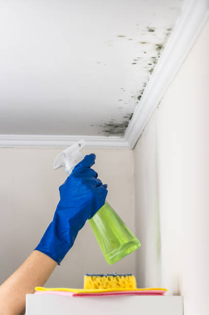 Best Commercial Mold Removal  in Fairfield University, CT
