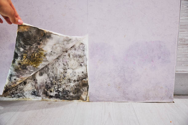 Best Professional Mold Removal  in Fairfield University, CT
